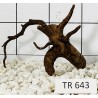 Spiderwood 643