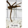Spiderwood 646