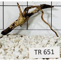 Spiderwood 651