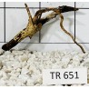 Spiderwood 651