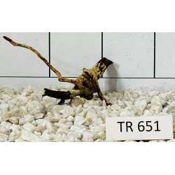 Spiderwood 651