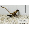 Spiderwood 651