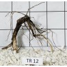 Spiderwood 12