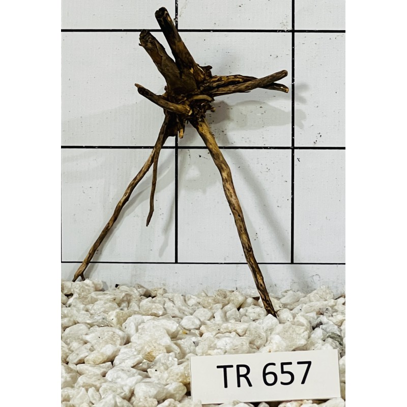 Spiderwood 657