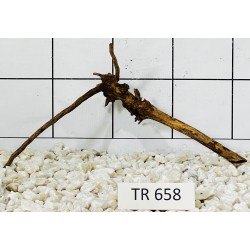 Spiderwood 658