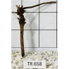 Spiderwood 658