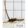 Spiderwood 658