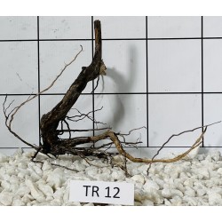 Spiderwood 12