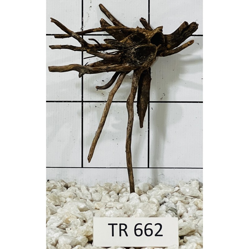 Spiderwood 662