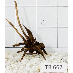 Spiderwood 662