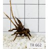 Spiderwood 662