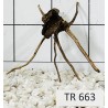Spiderwood 663