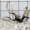 Spiderwood 12
