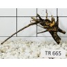 Spiderwood 665