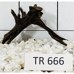 Spiderwood 666