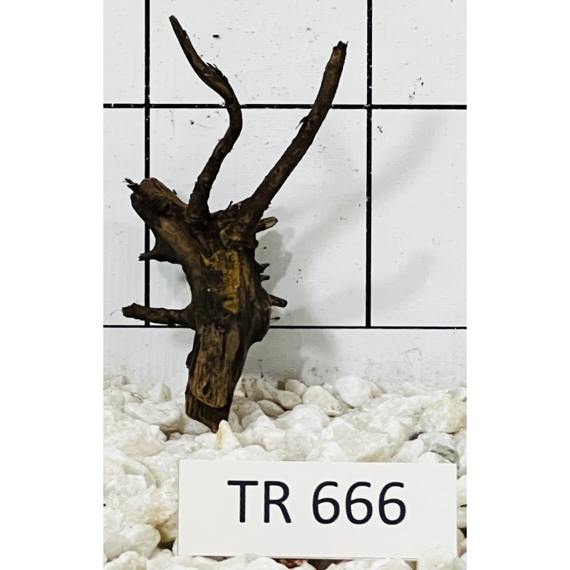 Spiderwood 666