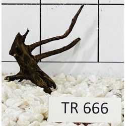 Spiderwood 666