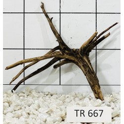 Spiderwood 667