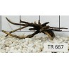 Spiderwood 667