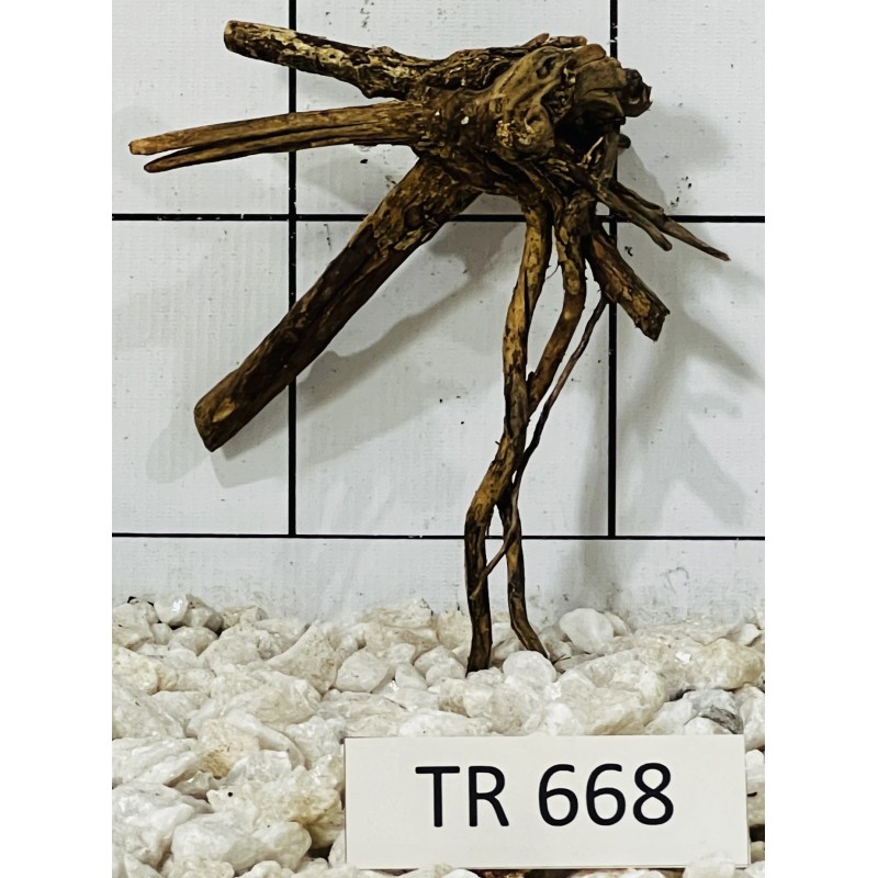 Spiderwood 668