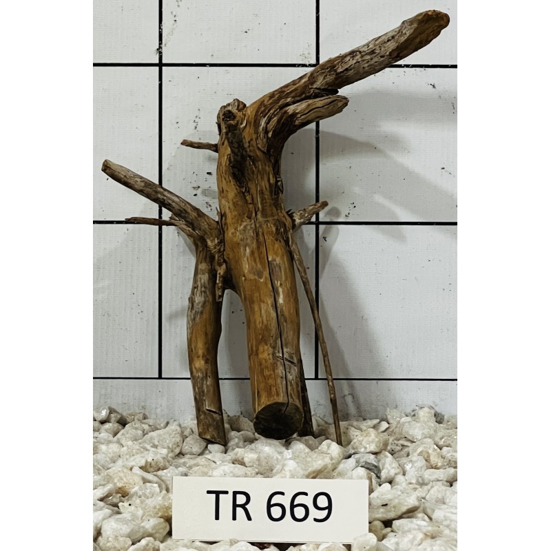 Spiderwood 669