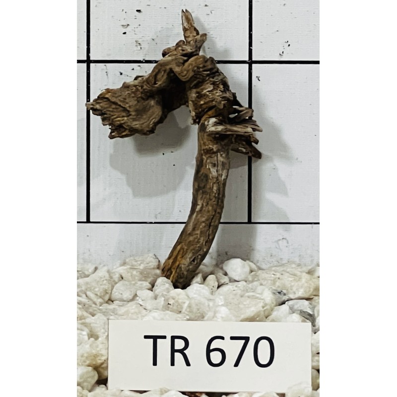 Spiderwood 670