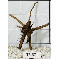 Spiderwood 671