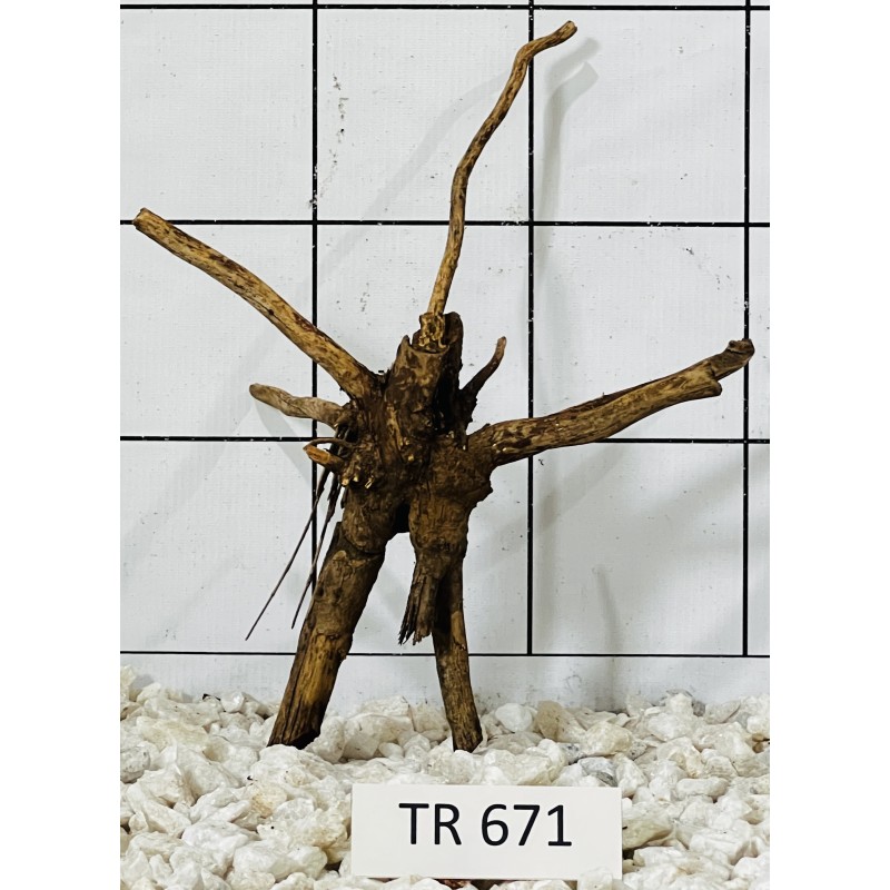 Spiderwood 671