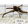Spiderwood 671