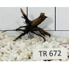 Spiderwood 672