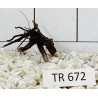 Spiderwood 672