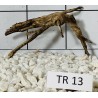 Spiderwood 13