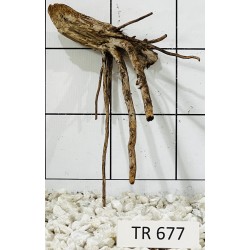 Spiderwood 677