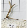 Spiderwood 14