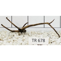 Spiderwood 678