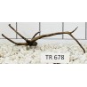 Spiderwood 678