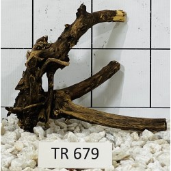 Spiderwood 679