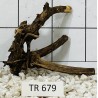 Spiderwood 679