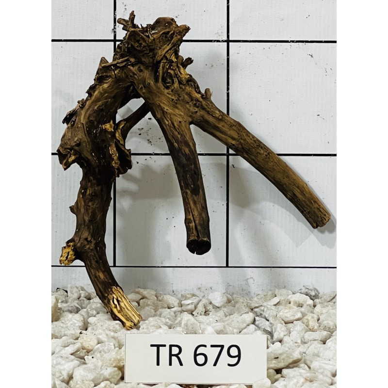 Spiderwood 679