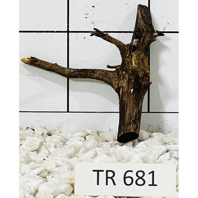 Spiderwood 681