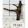 Spiderwood 681