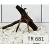 Spiderwood 681