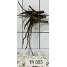 Spiderwood 683