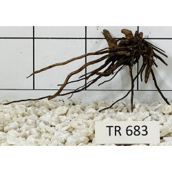 Spiderwood 683