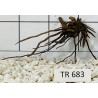 Spiderwood 683