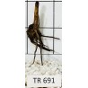 Spiderwood 691