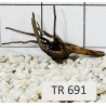 Spiderwood 691