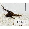 Spiderwood 691