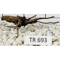 Spiderwood 693