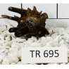 Spiderwood 695